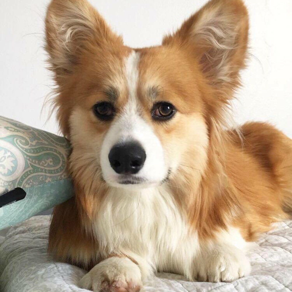 Meet your Posher, Olga